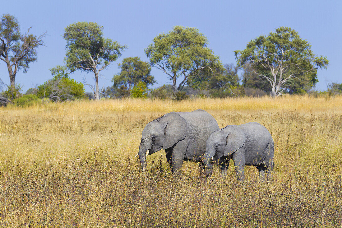 Afrikanischer Elefant und Kalb (Loxodonta africana) auf einer Grasfläche im Okavango-Delta in Botswana, Afrika