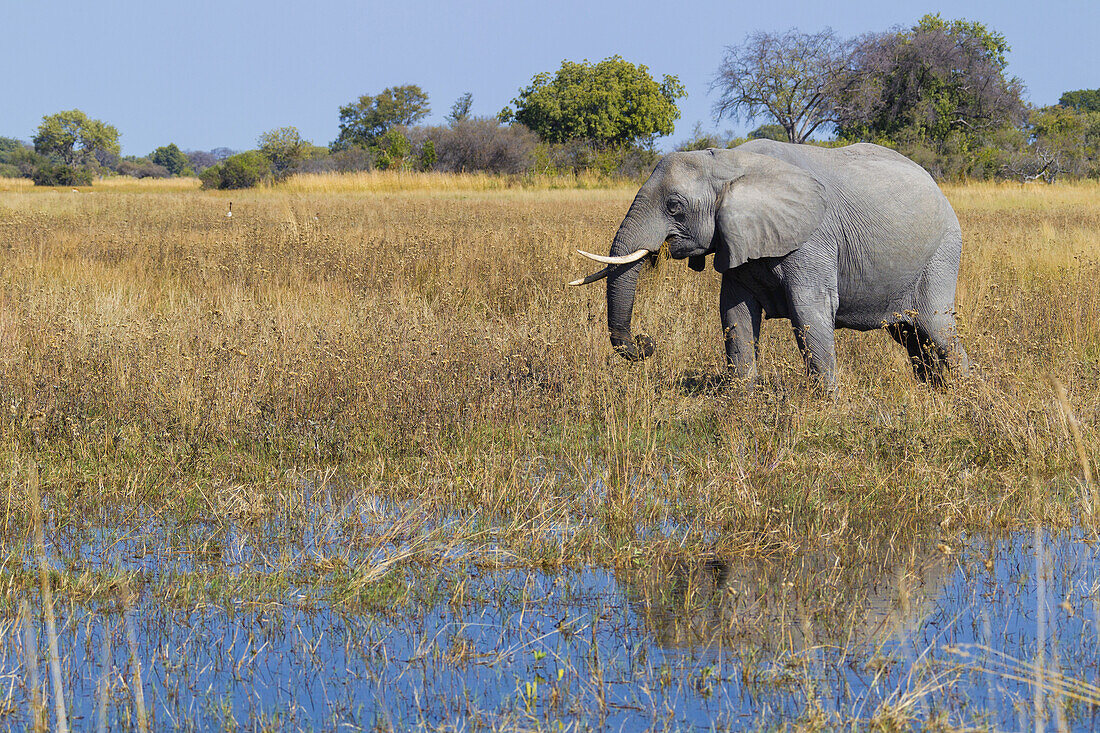 Afrikanischer Elefant (Loxodonta africana), der durch das Gras neben einer Wasserstelle im Okavango-Delta in Botswana, Afrika, läuft