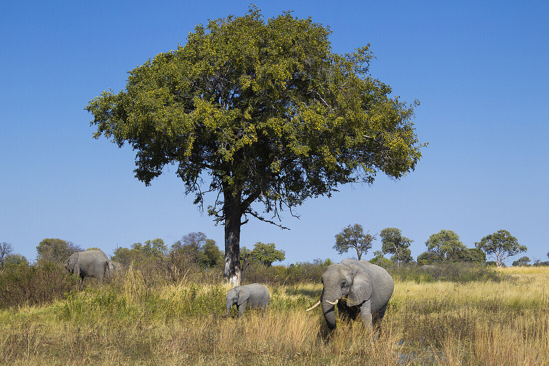 Afrikanische Elefanten (Loxodonta africana) grasen im hohen Gras auf einem Feld im Okavango-Delta, Botsuana, Afrika
