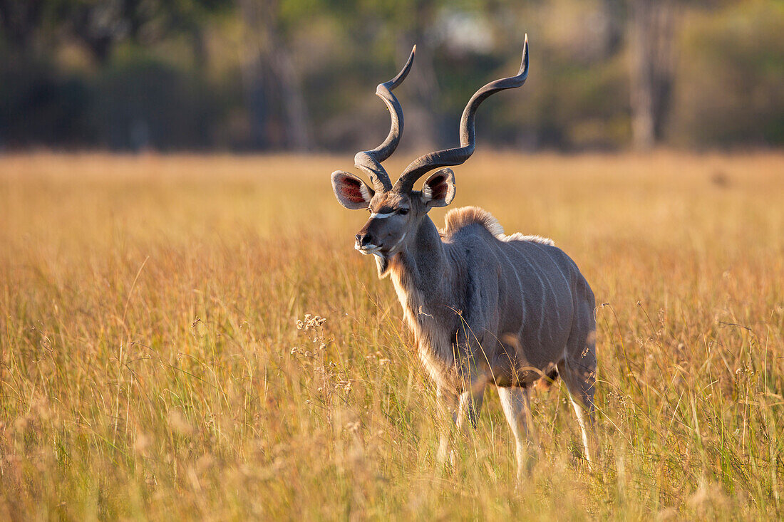 Großer Kudu (Tragelaphus strepsiceros) im Gras stehend im Okavango-Delta in Botswana, Afrika