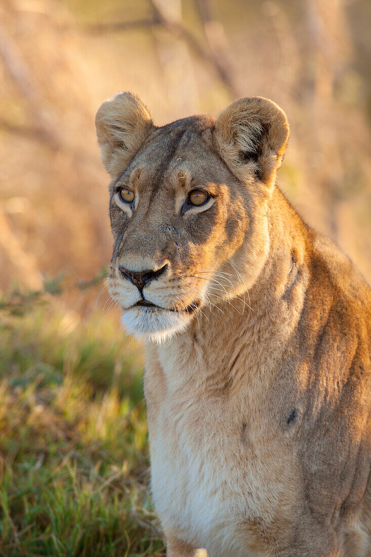 Porträt eines afrikanischen Löwen (Panthera leo) im Okavango-Delta in Botsuana, Afrika