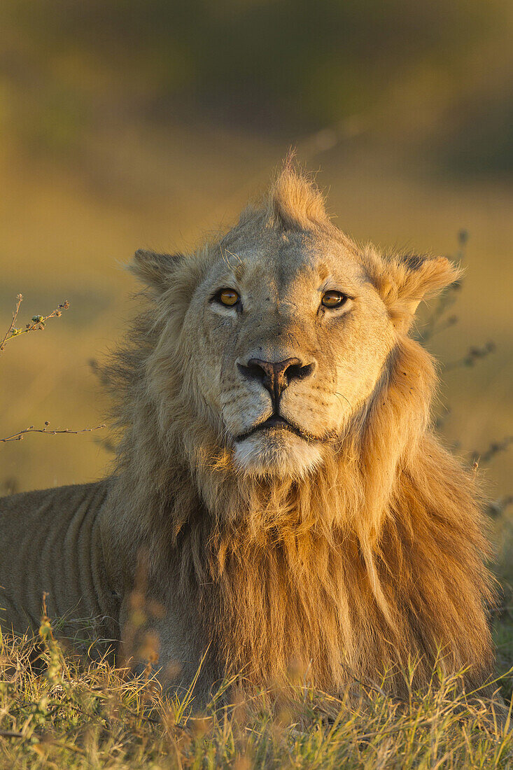 Porträt eines afrikanischen Löwen (Panthera leo), der im Gras liegt und in die Kamera schaut, im Okavango-Delta in Botsuana, Afrika