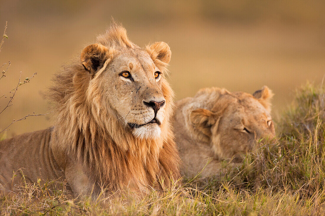 African lion and lioness (Panthera leo) lying in the grass at Okavango Delta in Botswana, Africa