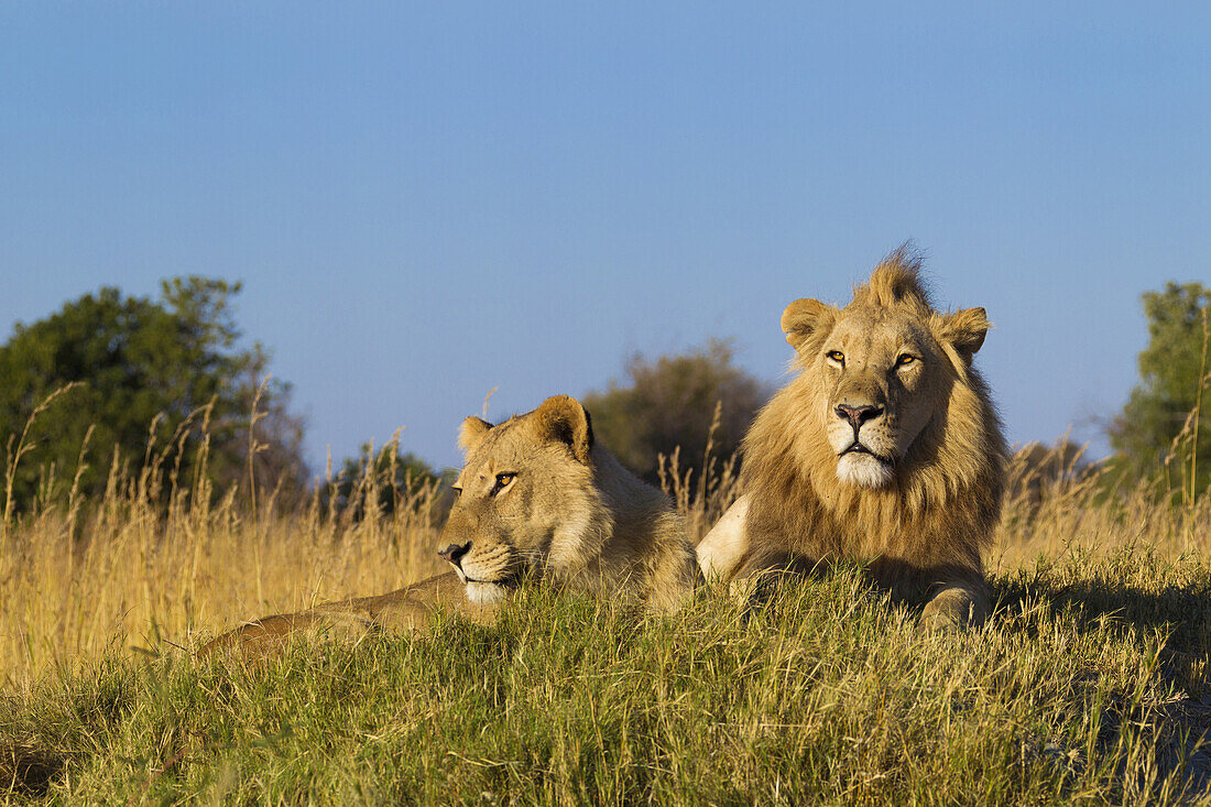 Afrikanischer Löwe und Löwin (Panthera leo) liegen zusammen im Gras und schauen in die Ferne im Okavango-Delta in Botswana, Afrika