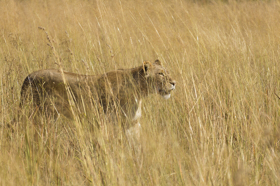 African lioness (Panthera leo) walking through the tall grass at the Okavango Delta in Botswana, Africa