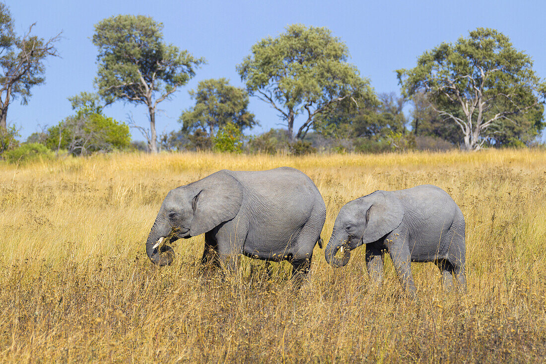 Weiblicher afrikanischer Elefant (Loxodonta africana) und Kalb beim Spaziergang durch das Grasland im Okavango-Delta in Botswana, Afrika