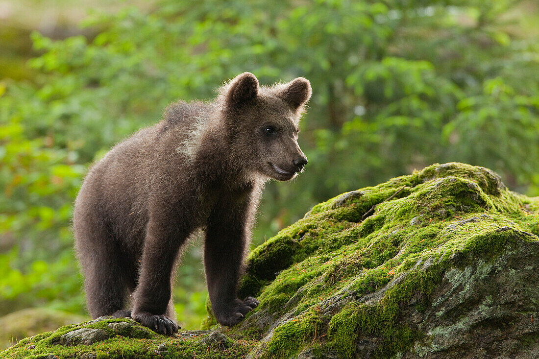 Brown Bear Cub (Ursus arctos), Bavarian Forest National Park, Bavaria, Germany