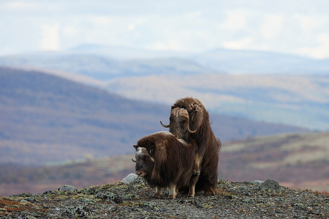 Muskoxen (Ovibos moschatus), Dovrefjell Sunndalsfjella National Park, Norway