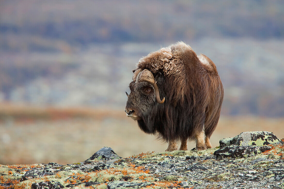 Moschusochse (Ovibos moschatus), Dovrefjell-Sunndalsfjella-Nationalpark, Norwegen