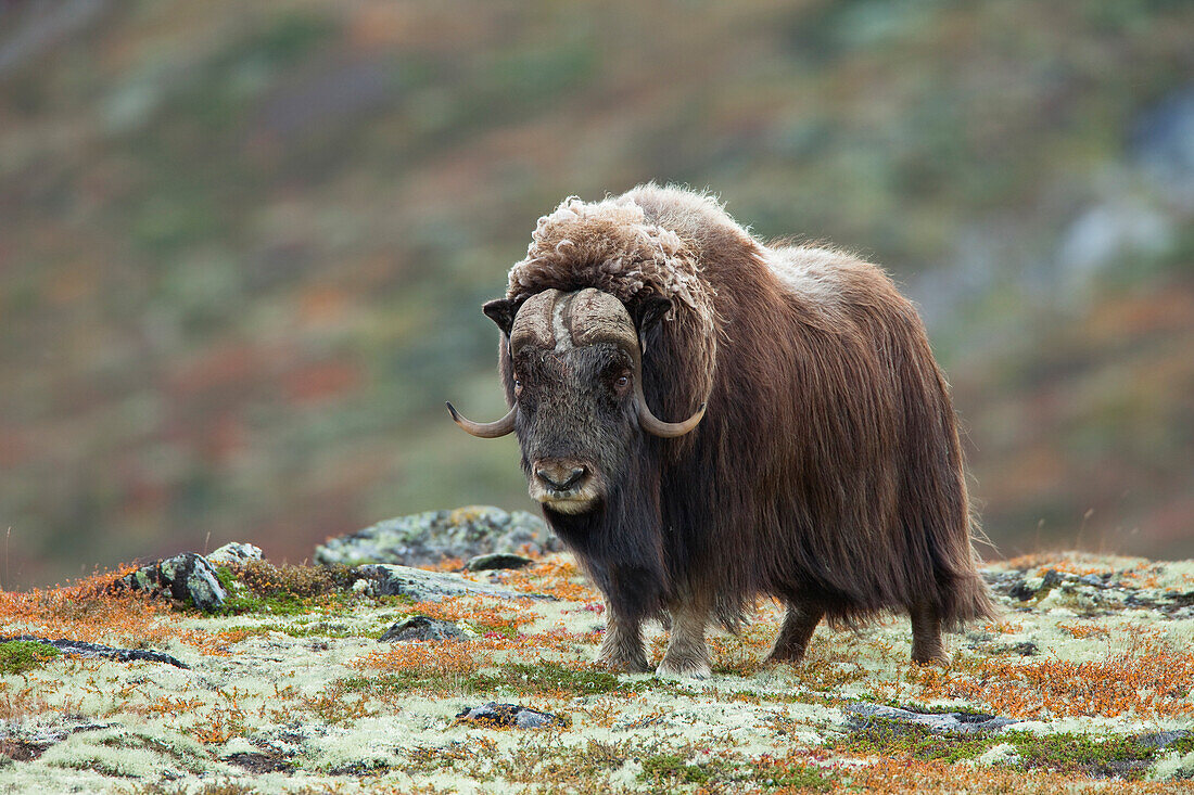 Muskox (Ovibos moschatus), Dovrefjell Sunndalsfjella National Park, Norway