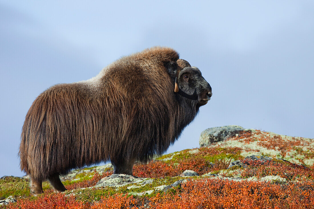 Moschusochse (Ovibos moschatus), Dovrefjell-Sunndalsfjella-Nationalpark, Norwegen