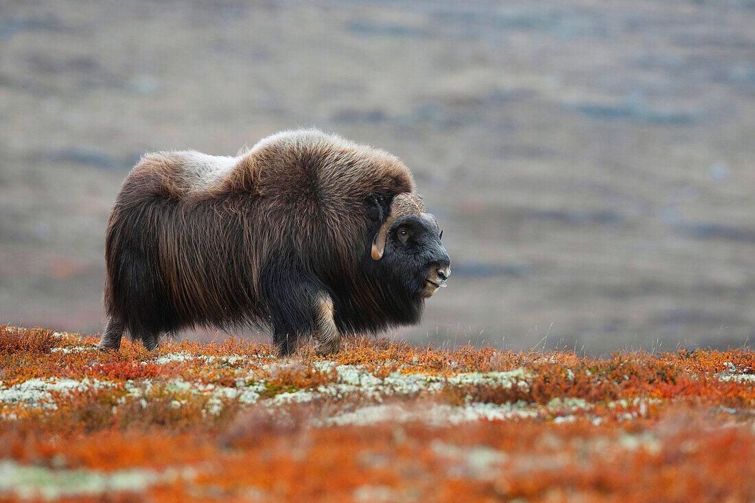 Moschusochse (Ovibos moschatus), Dovrefjell-Sunndalsfjella-Nationalpark, Norwegen