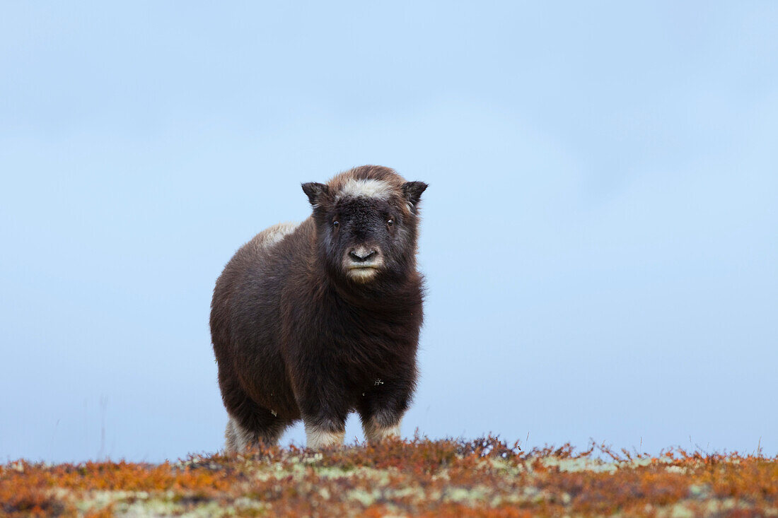 Moschusochsen (Ovibos moschatus) Kalb, Dovrefjell-Sunndalsfjella-Nationalpark, Norwegen