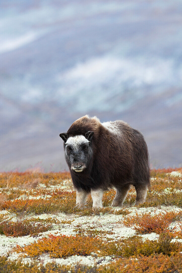 Moschusochse (Ovibos moschatus), Dovrefjell-Sunndalsfjella-Nationalpark, Norwegen