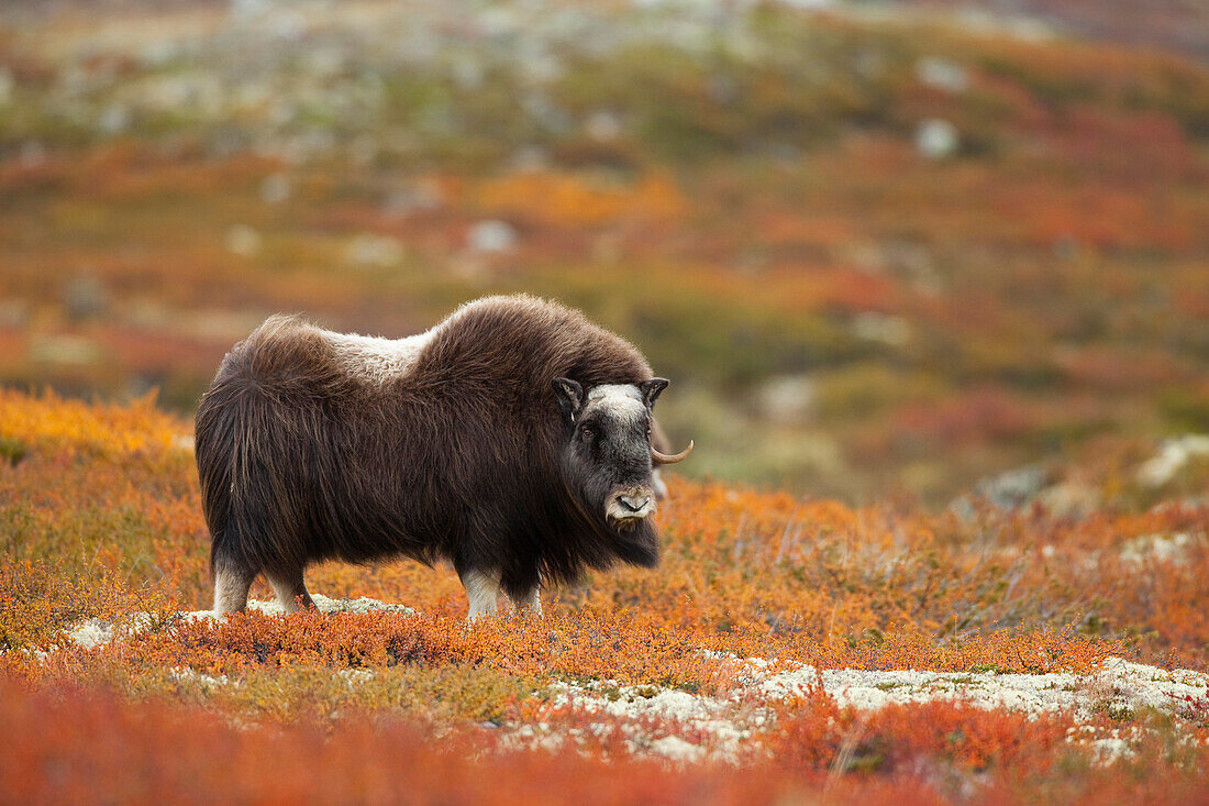 Muskox (Ovibos moschatus), Dovrefjell Sunndalsfjella National Park, Norway