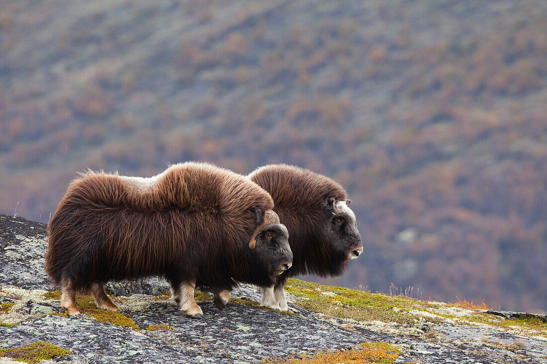 Two Muskoxes (Ovibos moschatus), Dovrefjell Sunndalsfjella National Park, Norway