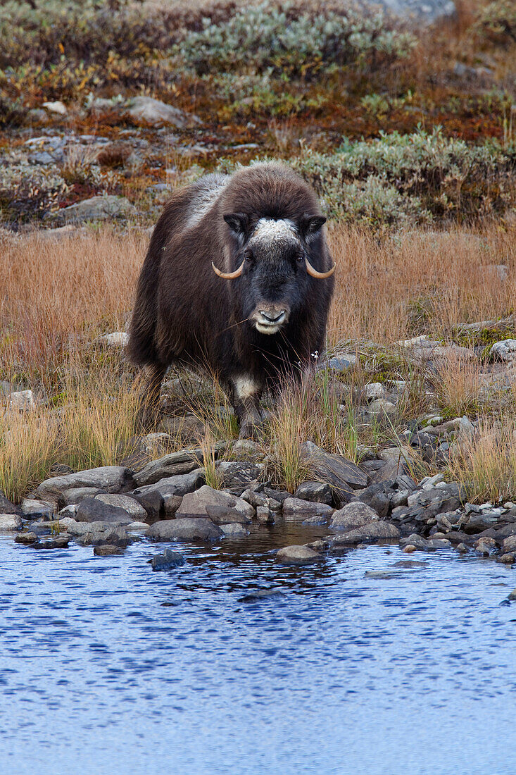 Moschusochse (Ovibos moschatus), Dovrefjell-Sunndalsfjella-Nationalpark, Norwegen