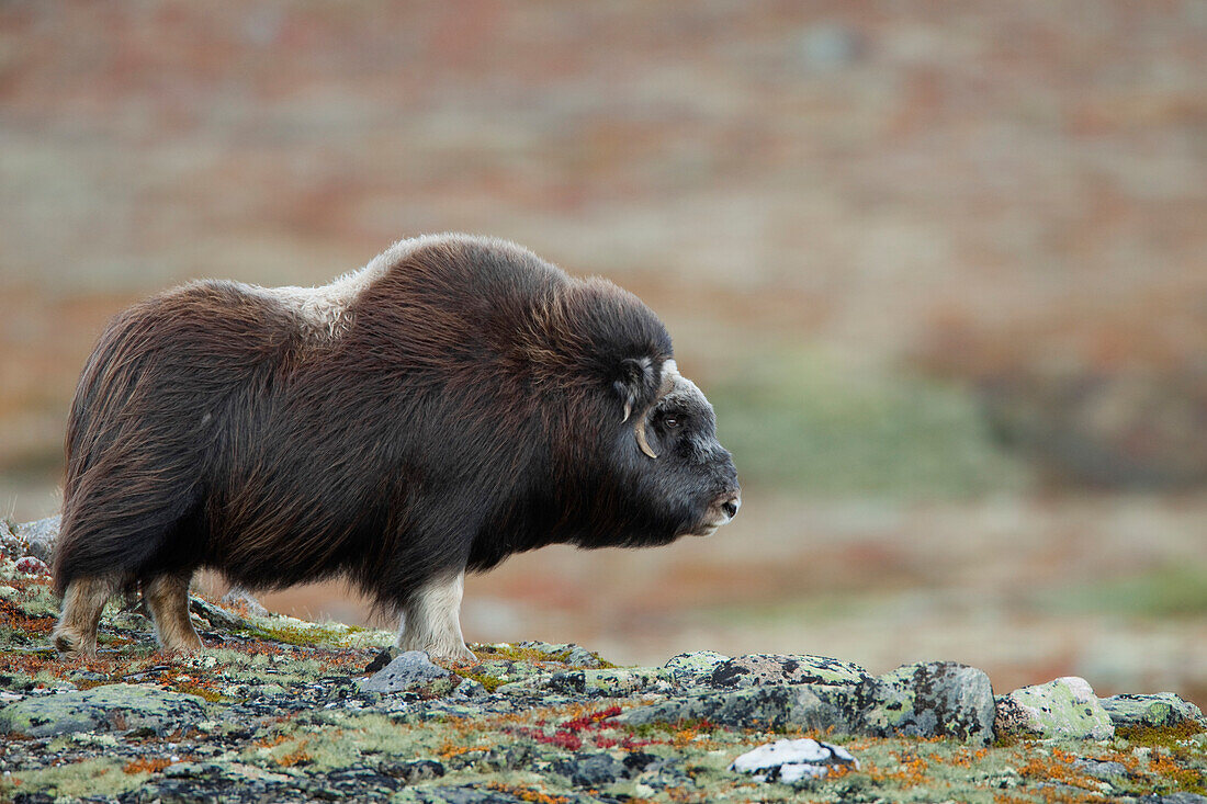 Muskox (Ovibos moschatus), Dovrefjell Sunndalsfjella National Park, Norway