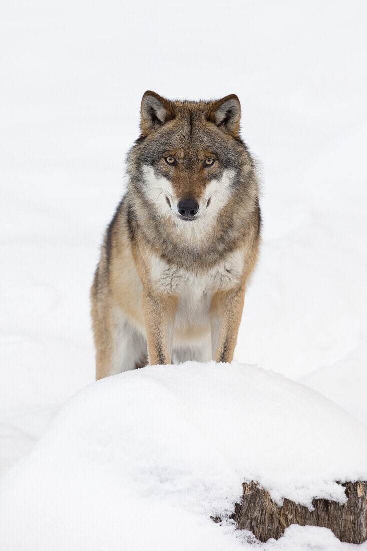 Close-up portrait of Wolf (Canis lupus) in winter, Bavarian Forest National Park, Bavaria, Germany