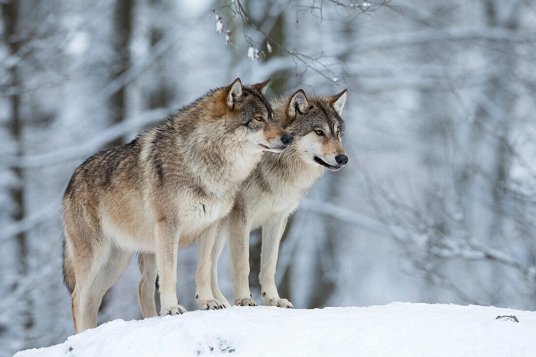 Two wolves (Canis lupus) in winter