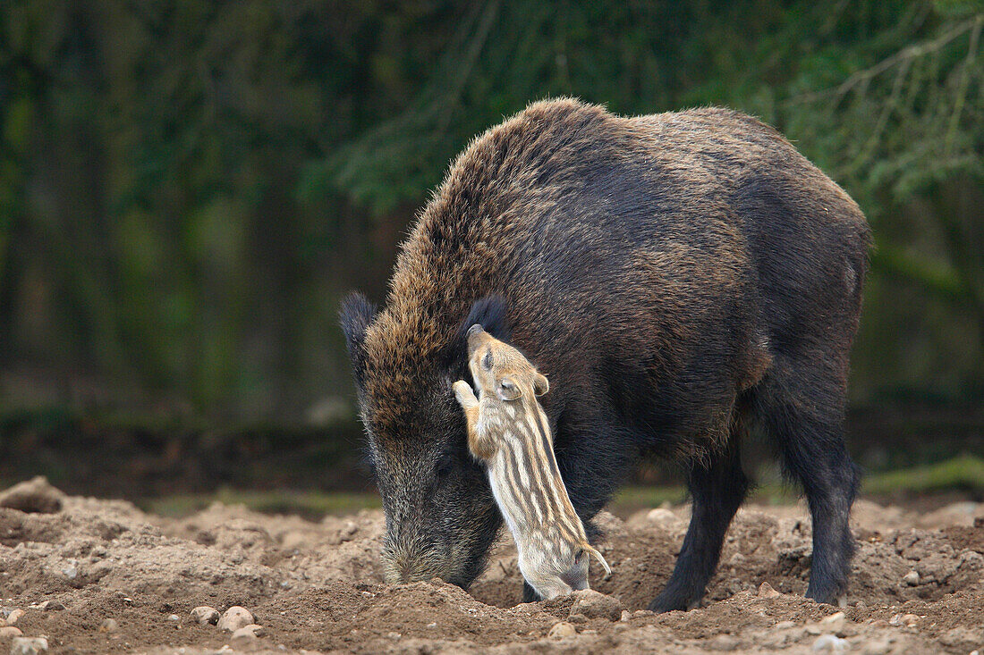 Wildschweine (Sus scrofa), Mutter mit Frischlingen, Deutschland