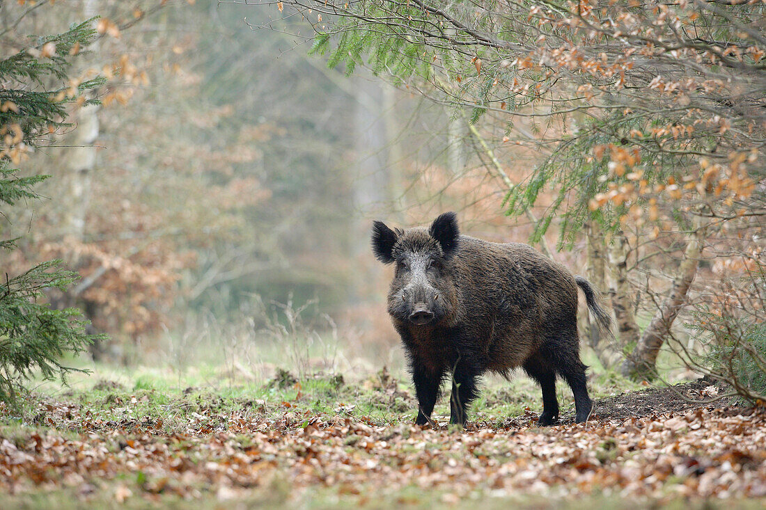 Porträt eines Wildschweins (Sus scrofa), Deutschland