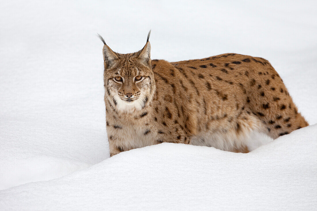 Porträt eines Europäischen Luchses (Lynx lynx) im Winter, Nationalpark Bayerischer Wald, Bayern, Deutschland