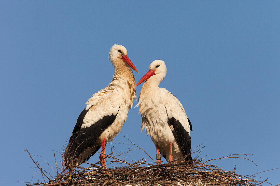 White Storks (Ciconia ciconia) Standing on Nest, Germany