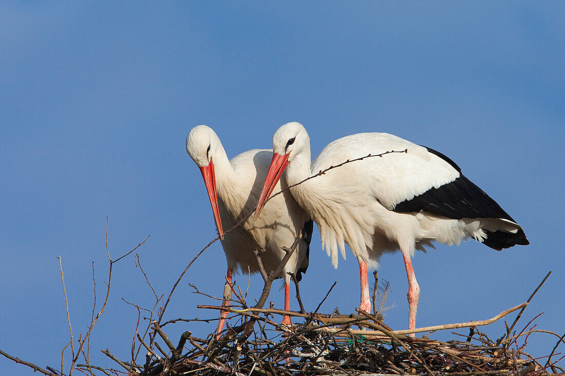 Weißstörche (Ciconia ciconia) beim Nestbau, Deutschland