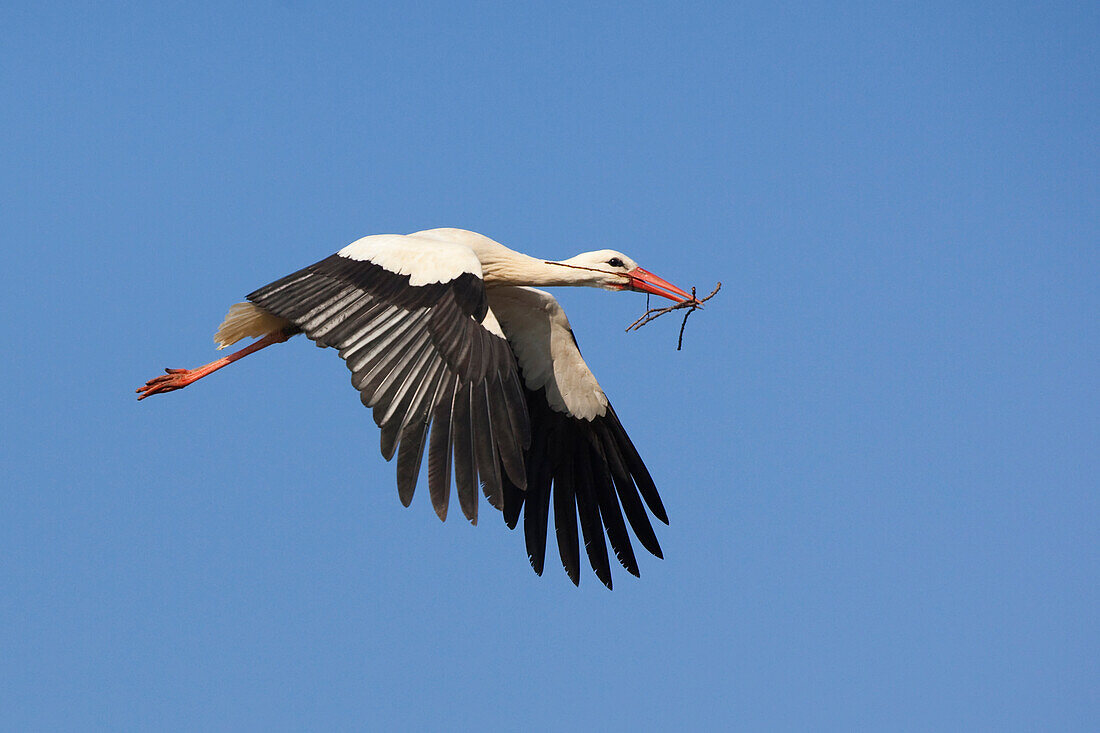 Weißstorch (Ciconia ciconia) im Flug, Deutschland