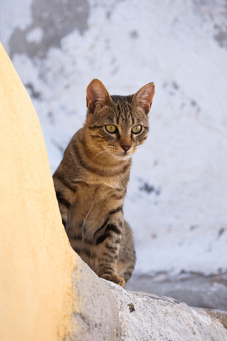 Porträt einer Hauskatze (Felis catus), Oia, Santorin, Griechenland
