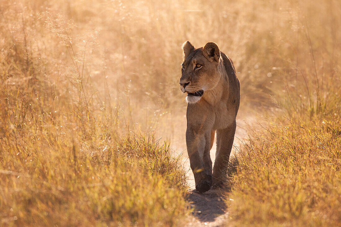 Afrikanische Löwin (Panthera leo) beim Spaziergang durch das Grasland im Okavango-Delta in Botswana, Afrika