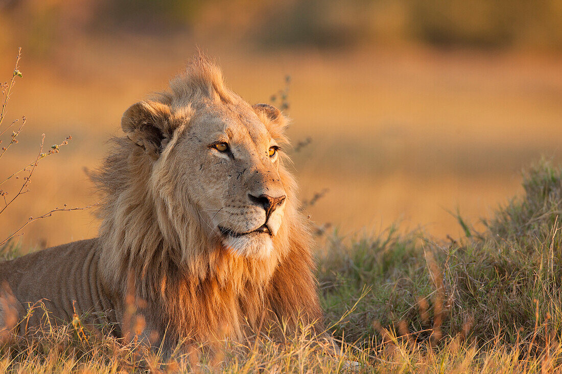 Porträt eines afrikanischen Löwen (Panthera leo), der im Gras liegt, im Okavango-Delta in Botswana, Afrika