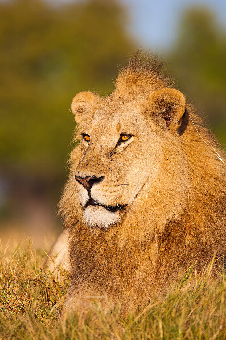 Portrait of an African lion (Panthera leo) lying in the grass looking into the distance at Okavango Delta in Botswana, Africa