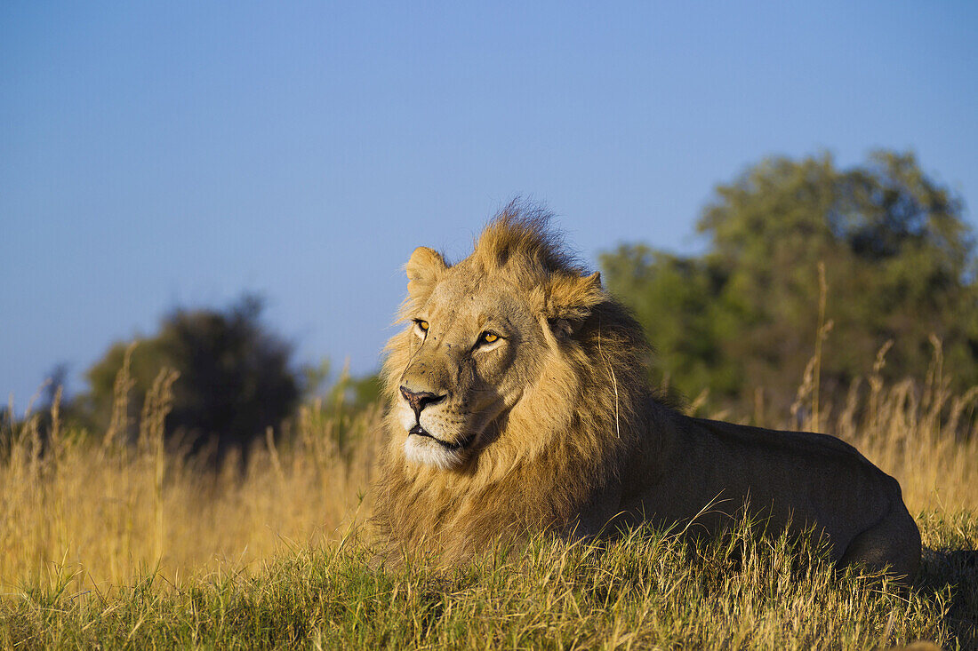 Porträt eines afrikanischen Löwen (Panthera leo) im Gras liegend im Okavango-Delta in Botswana, Afrika