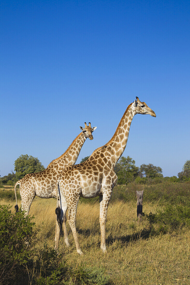 Zwei Südliche Giraffen (Giraffa giraffa) stehen in einem grasbewachsenen Feld im Okavango-Delta in Botswana, Afrika