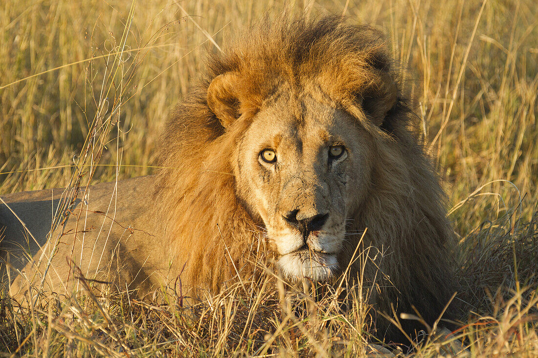 Portrait of an African lion (Panthera leo) lying in the grass looking at the camera at the Okavango Delta in Botswana, Africa