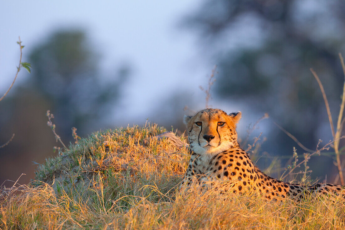 Porträt eines Geparden (Acinonyx jubatus), der im Gras liegt, im Okavango-Delta in Botswana, Afrika