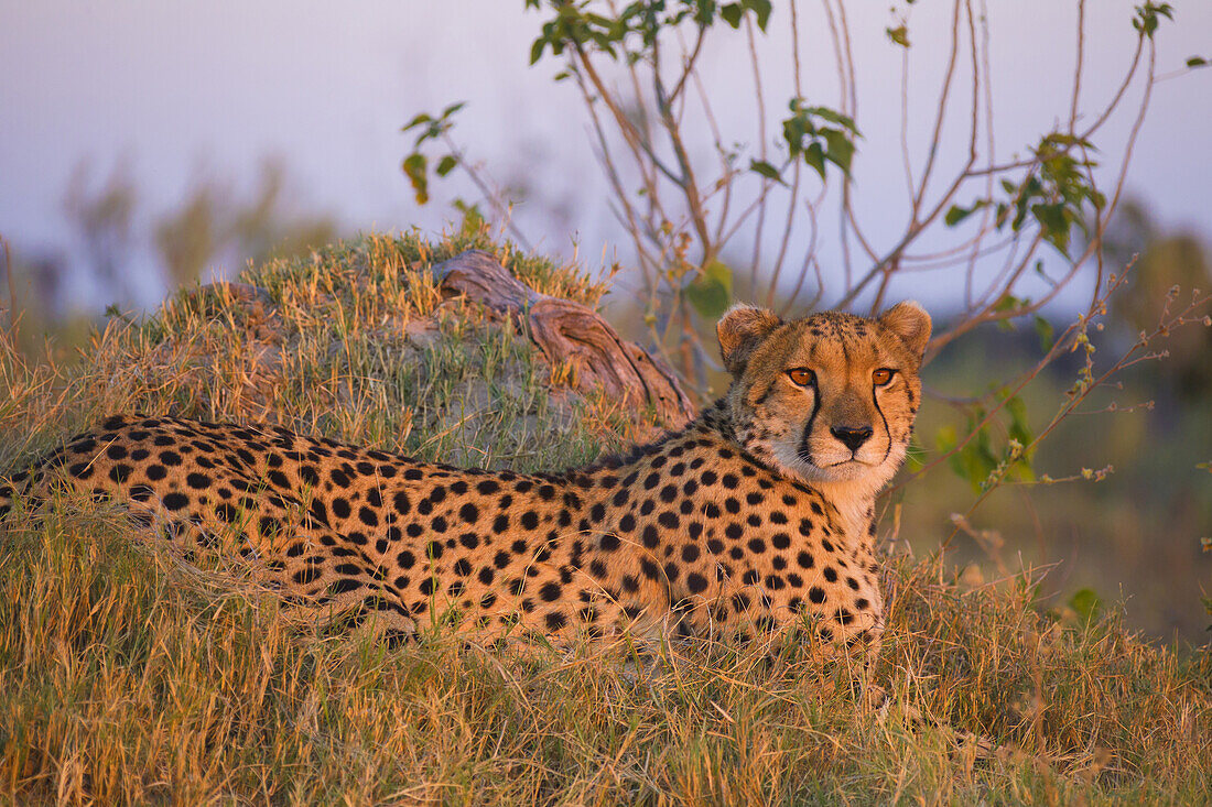 Portrait of cheetah (Acinonyx jubatus) lying in the grass at the Okavango Delta in Botswana, Africa