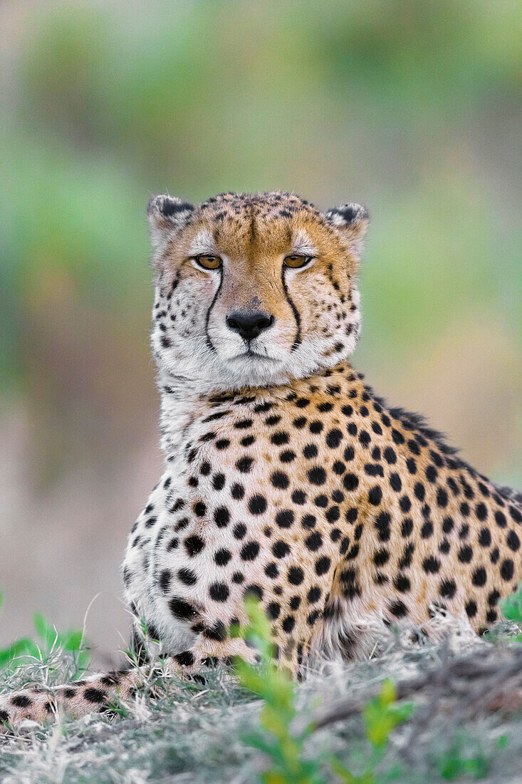 Porträt eines Geparden (Acinonyx jubatus), der auf dem Boden liegt und in die Kamera schaut, im Okavango-Delta in Botsuana, Afrika