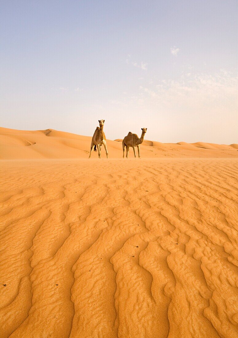 Two Camels Walking Across Desert; Wahiba, Oman
