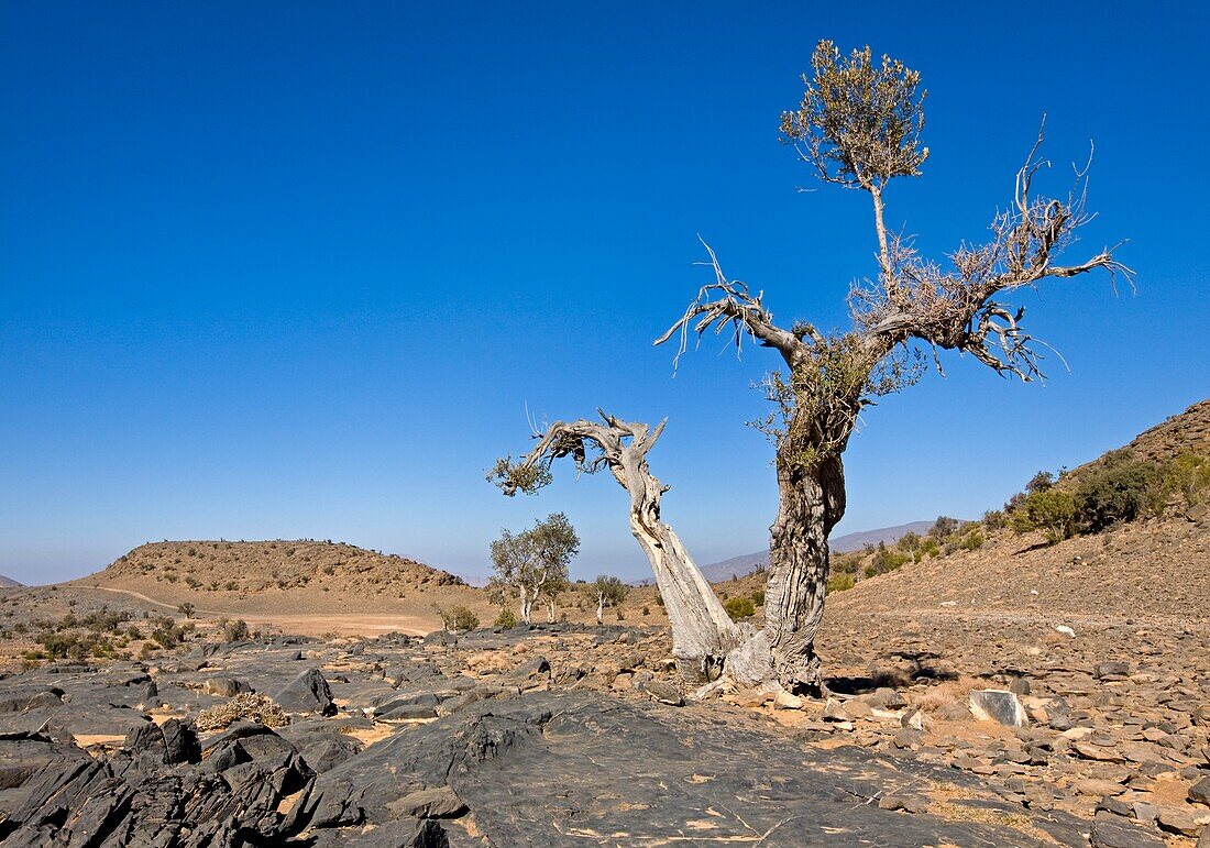 Exponiertes und karges Plateau von Jabal Shams; Hajjar-Gebirge, Oman
