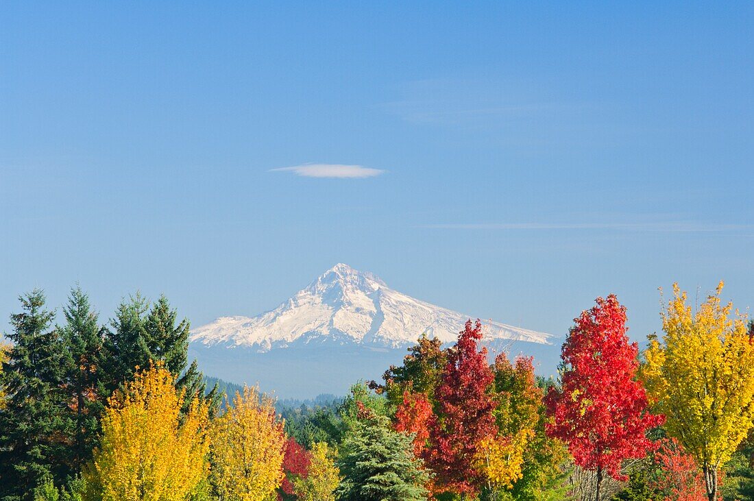 Mount Hood und Herbstbäume, Willamette Valley, Oregon, USA