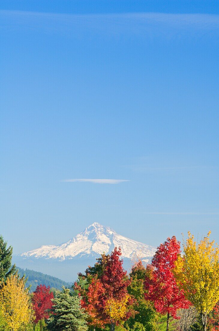 Mount Hood und Herbstbäume, Willamette Valley, Oregon, USA