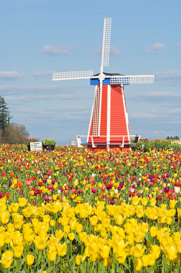 Windmill And Tulip Festival; Wooden Shoe Tulip Farm, Woodburn, Oregon, Usa