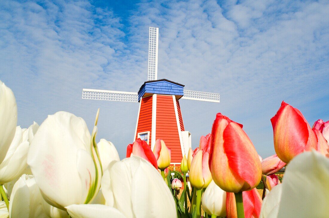 Windmühle und Tulpen auf der Wooden Shoe Tulpenfarm; Woodburn, Oregon, USA
