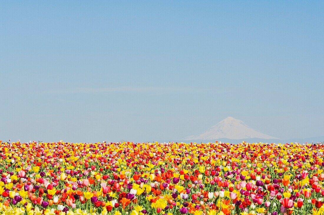 Mt. Hood And Tulips; Wooden Shoe Tulip Farm, Woodburn, Oregon, Usa