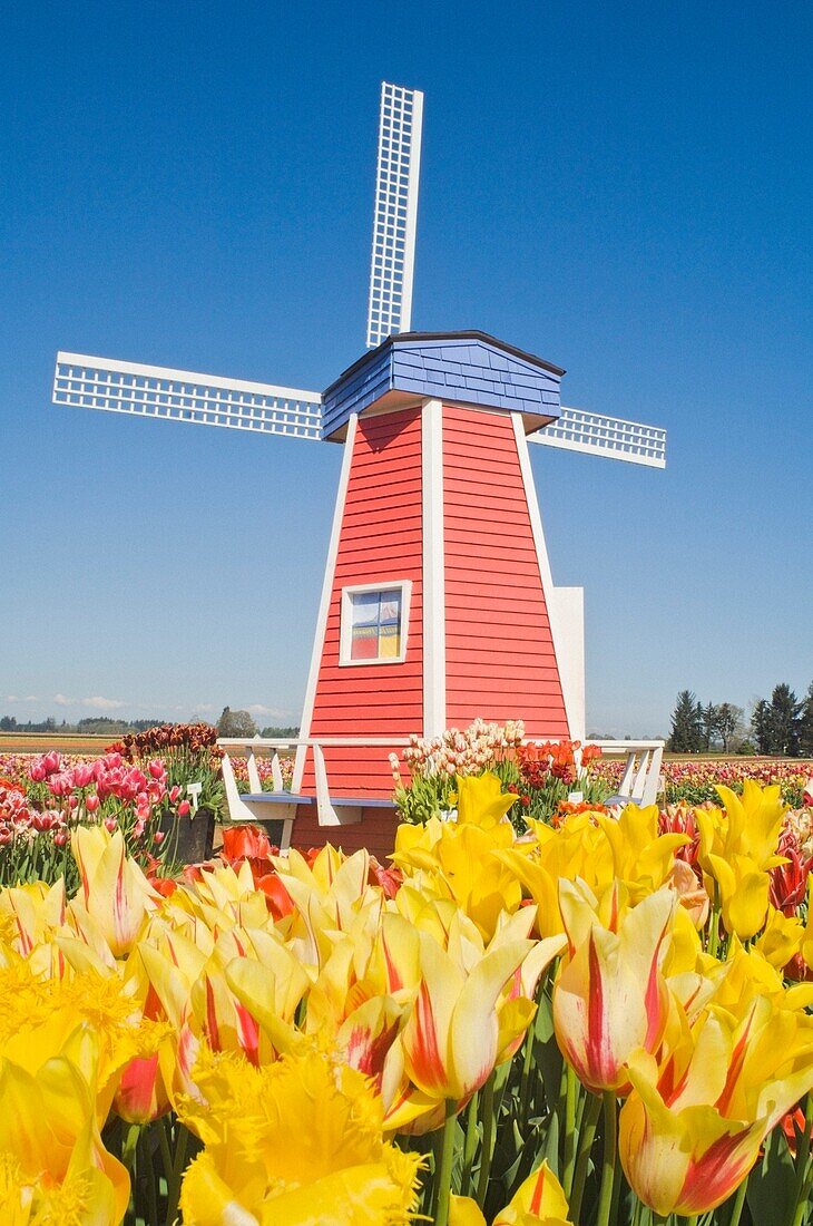 Windmill At Wooden Shoe Tulip Farm; Willamette Valley, Woodburn, Oregon, Usa