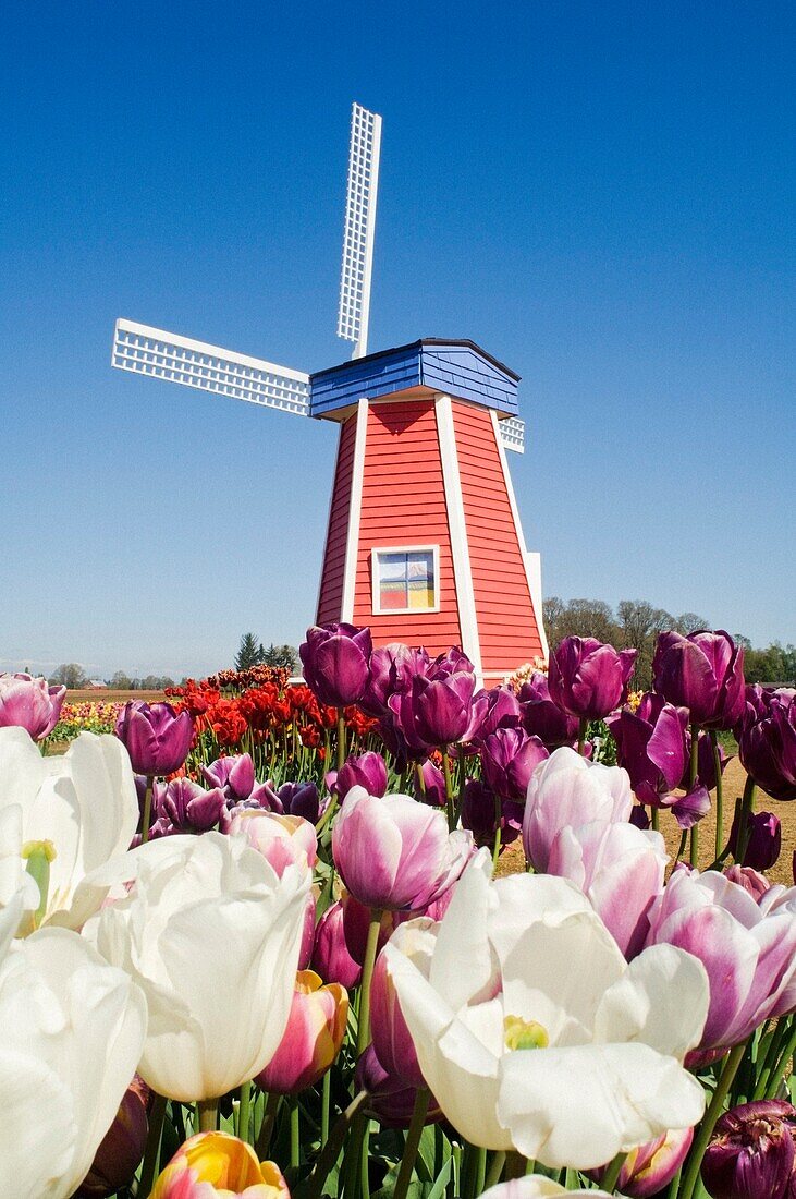 Windmühle auf der Wooden Shoe Tulpenfarm; Willamette Valley, Woodburn, Oregon, USA