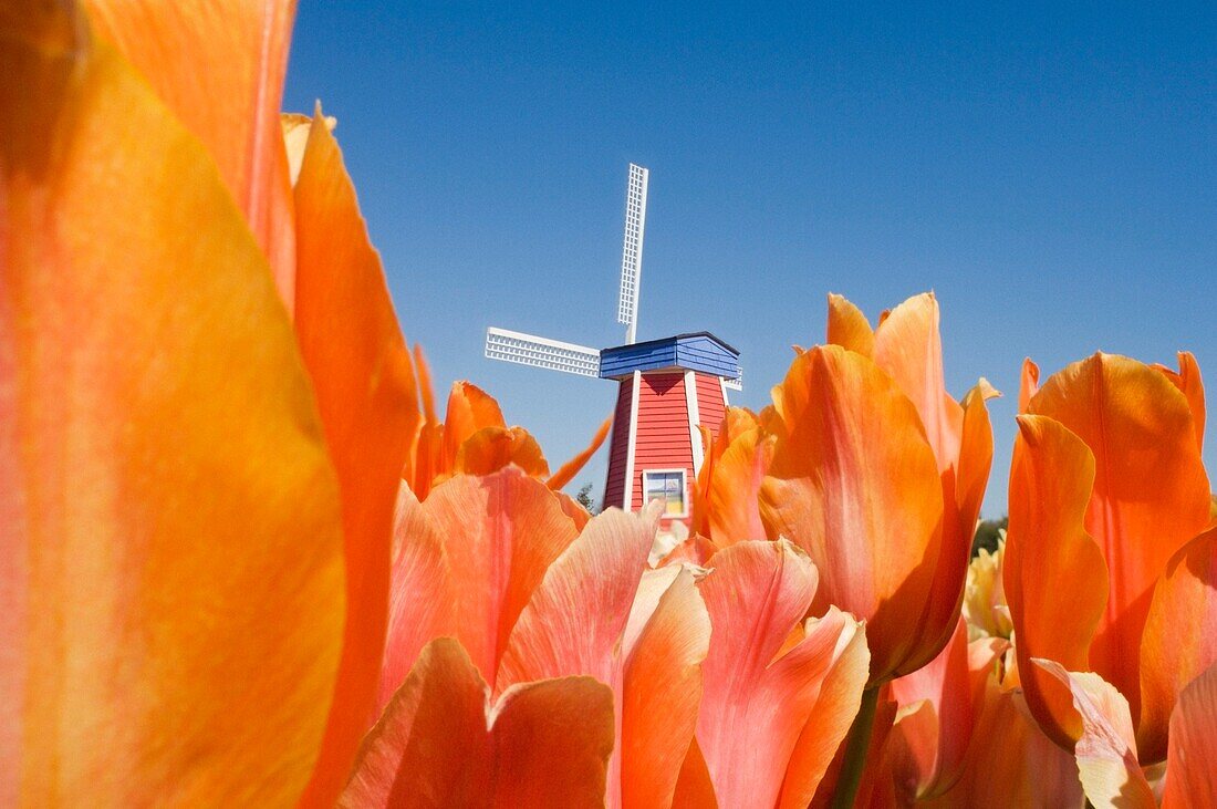 Windmühle auf der Wooden Shoe Tulpenfarm; Willamette Valley, Woodburn, Oregon, USA